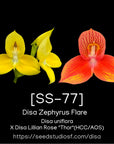 [SS-77] Disa Zephyrus Flare Seedling — Rare Collector Orchid | Seed Studio® Breeding Line