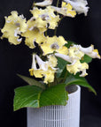 Streptocarpus [DS-1123| DS-Chick] | Year-Round Blooms |  African Violet-Like SEED STUDIO®