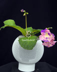 Streptocarpus [DS-2320] | Year-Round Blooms |  African Violet-Like SEED STUDIO®