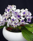 Streptocarpus [Lace Girl] | Year-Round Blooms |  African Violet-Like SEED STUDIO®