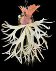 Platycerium willinckii "Anapat 