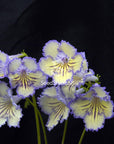 Streptocarpus [МК-Pearl of the East] | Year-Round Blooms |  African Violet-Like SEED STUDIO®