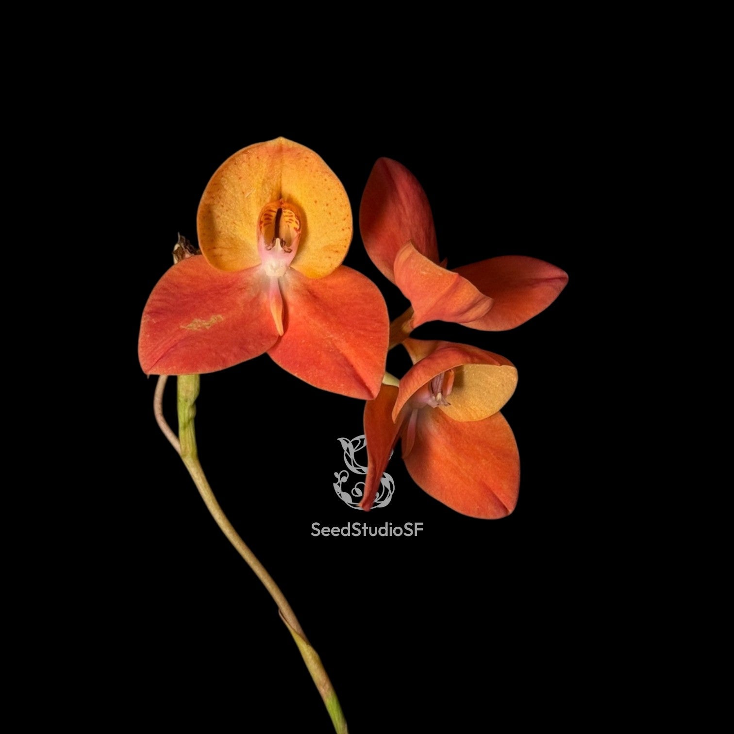 Disa Orchid Collections – awarded, selected varieties. – SEED