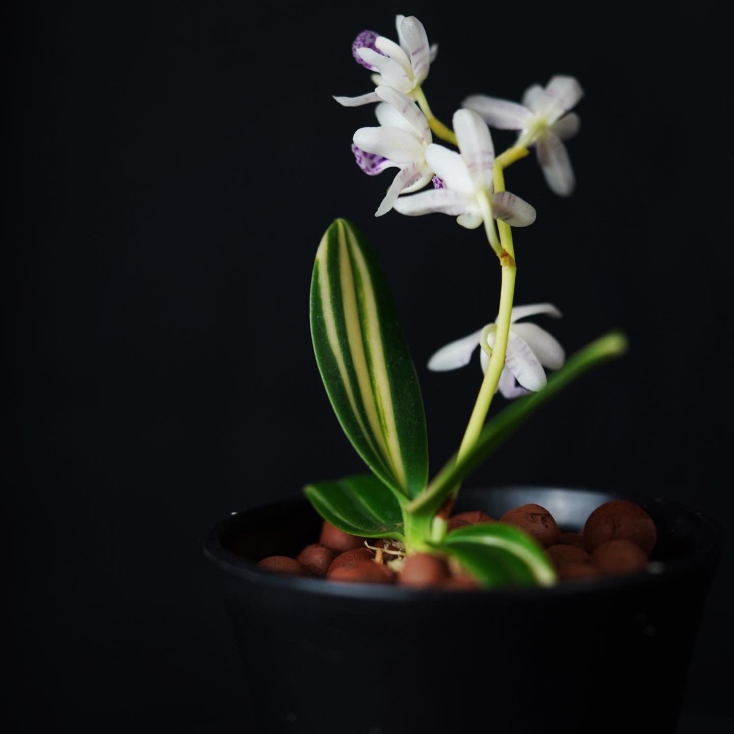Variegated Collection – SEED STUDIO COLLECTIONS