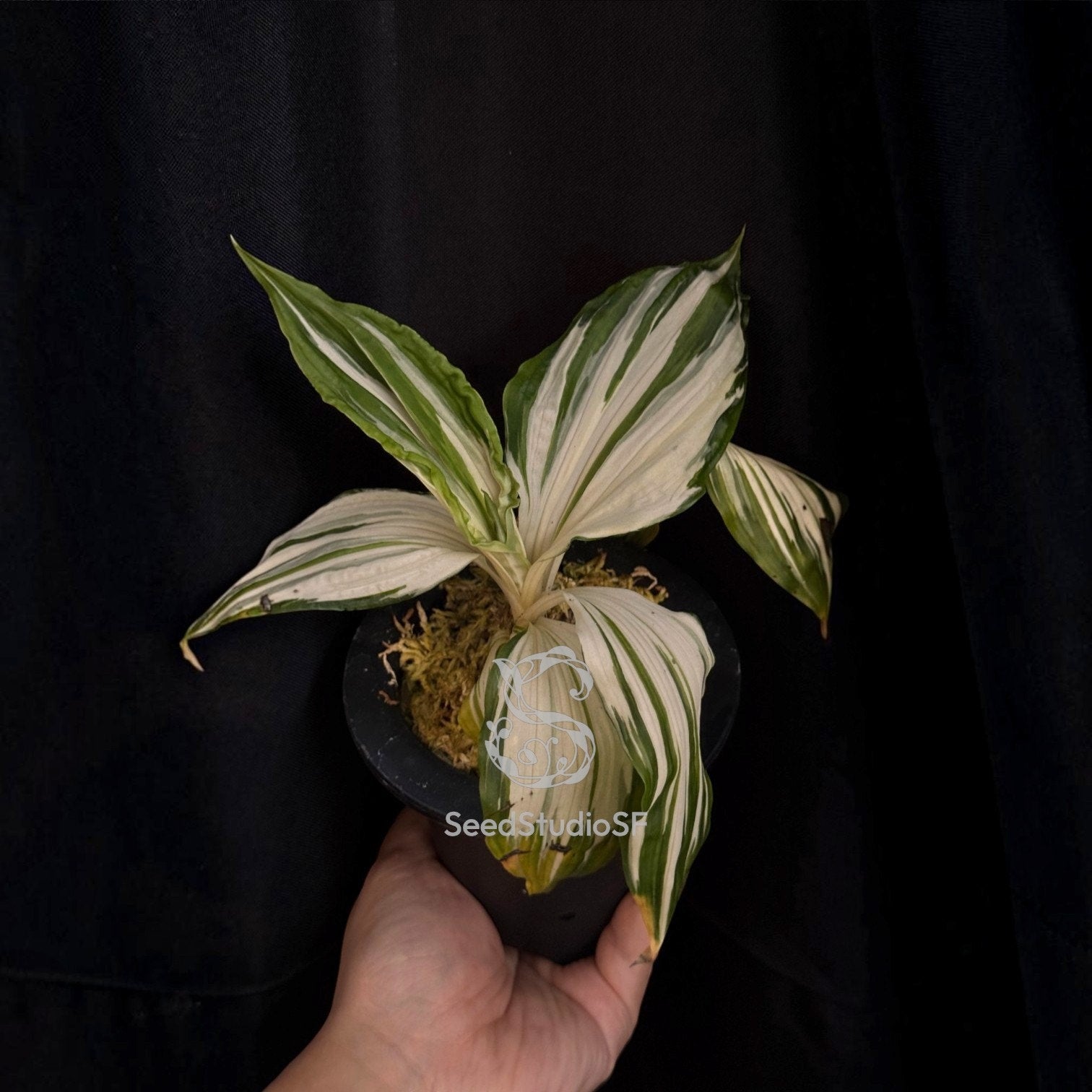 Calanthe triplicata VARIEGATED Rare collector orchid blooming size