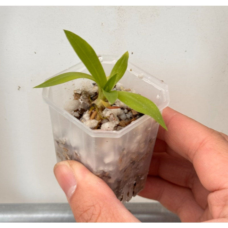 [SS-81] Disa Diores Seedling — Rare Collector Orchid | Seed Studio® Breeding Line