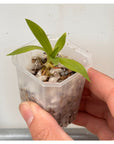 [SS-81] Disa Diores Seedling — Rare Collector Orchid | Seed Studio® Breeding Line