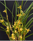 Maxillaria tenuifolia album Fragrant Rare collector orchid blooming size