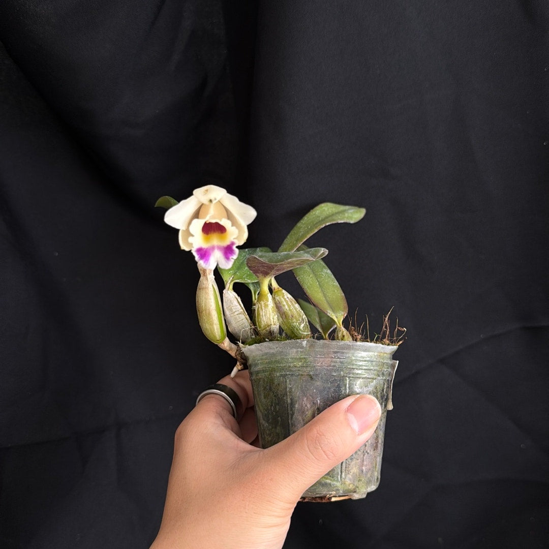 Cattleya alaorii x Cattleya luteola Rare collector orchid blooming size