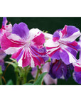 Streptocarpus [DS-1881 | DS-Kaleidoscope] | Year-Round Blooms |  African Violet-Like SEED STUDIO®