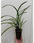 Cymbidium eastern venus haruichiban Rare collector orchid blooming size