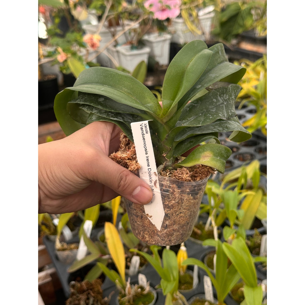 Vandaenopsis Irene Dobkin Rare collector orchid blooming size