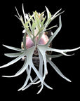 Platycerium "Elsa" RARE tropical plants SEED STUDIO®