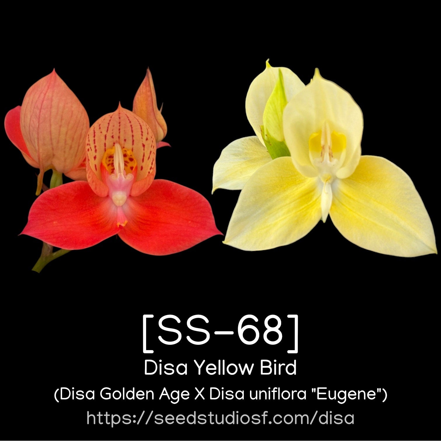Disa Collection – SEED STUDIO COLLECTIONS