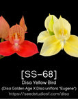 [SS-68] Disa Yellow Bird Seedling — Rare Collector Orchid | Seed Studio® Breeding Line