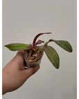 Cattleya Itsy Bitsy 'Diamond Orchids' Rare collector orchid blooming size