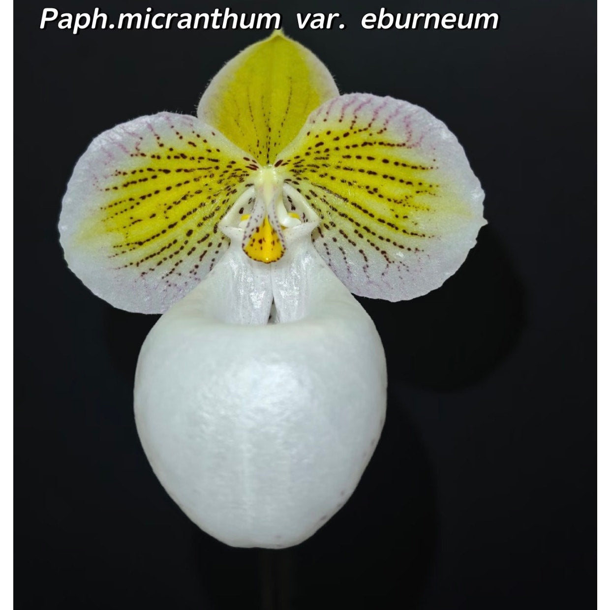 Paph micranthum var eburneum Rare collector orchid blooming size