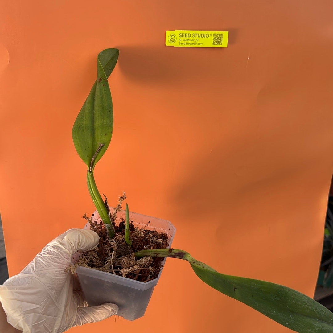 Rlc. Exotic Circle of Life Rare collector orchid blooming size