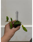bulbophyllum lasiochilum flavum Rare collector orchid blooming size