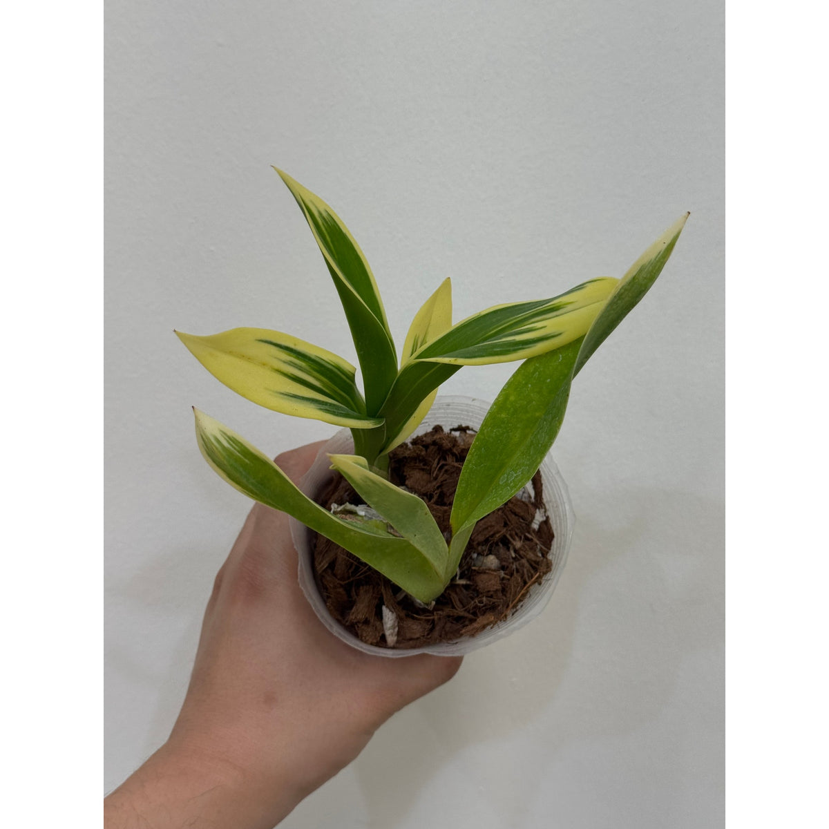 Grammatophyllum scriptum VARIEGATED Rare collector orchid blooming siz ...