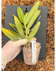 Thrixspermum centipeda Fragrant Rare collector orchid blooming size
