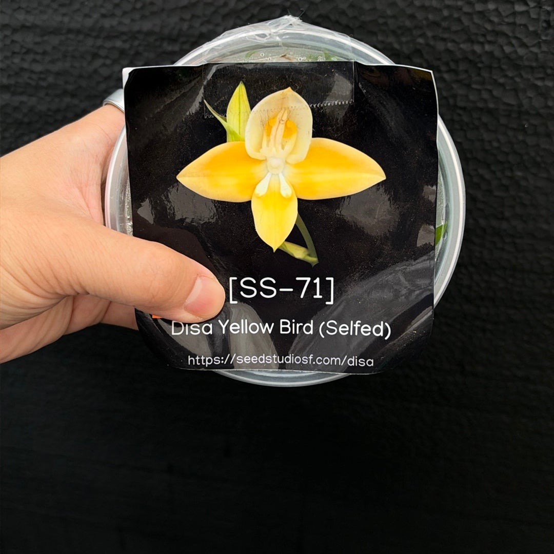 [SS-71] DIsa Yellow Bird (Selfed) Flask by Seed Studio®
