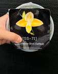 [SS-71] DIsa Yellow Bird (Selfed) Flask by Seed Studio®