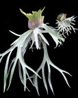 Platycerium willinckii "White Boy" RARE tropical plants SEED STUDIO®