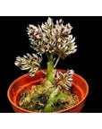 Dendrobium peguanum Rare collector orchid blooming size