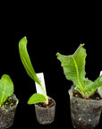 Streptocarpus [Kam-Aurora] | Year-Round Blooms |  African Violet-Like SEED STUDIO®