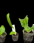 Streptocarpus [Hydra] | Year-Round Blooms |  African Violet-Like SEED STUDIO®