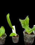 Streptocarpus [Bat-Mandarin] | Year-Round Blooms |  African Violet-Like SEED STUDIO®