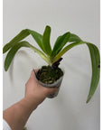 Paphiopedilum Saint Swithin Rare collector orchid blooming size
