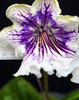 Streptocarpus [Romance] | Year-Round Blooms |  African Violet-Like SEED STUDIO®