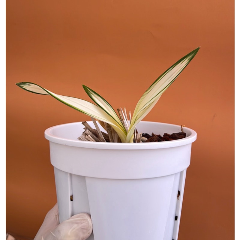 Cymbidium tracyanum VARIEGATED Rare collector orchid
