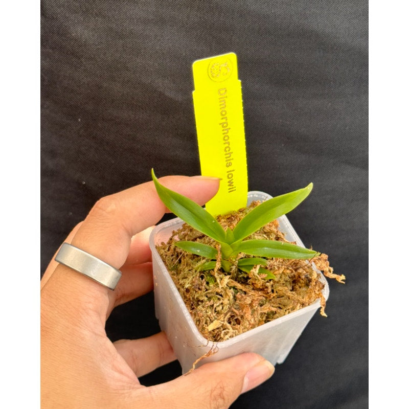 Dimorphorchis lowii Rare collector orchid blooming size