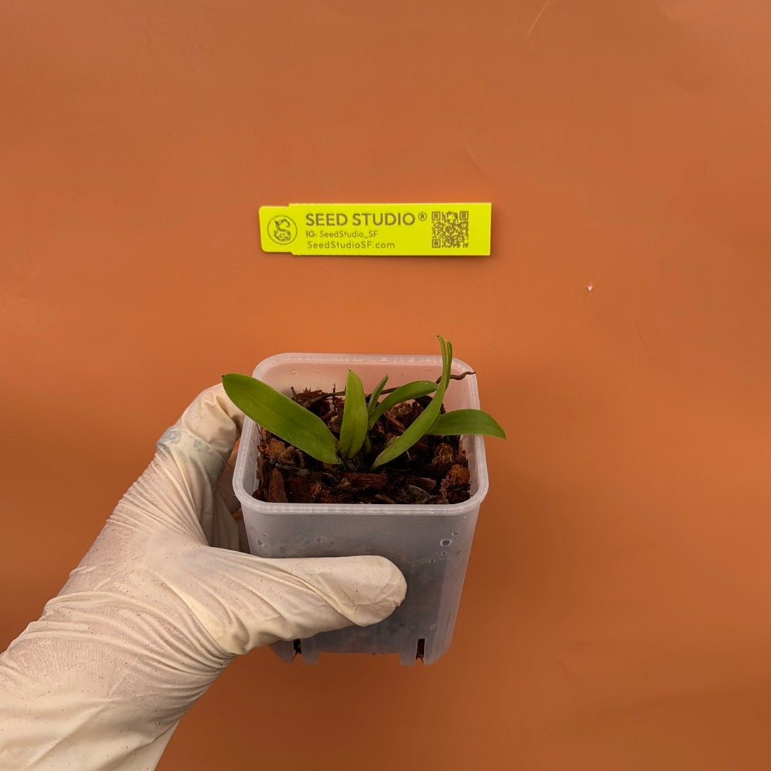 Broughtonia sanguinea (red) Rare collector orchid blooming size