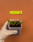 Broughtonia sanguinea (red) Rare collector orchid blooming size