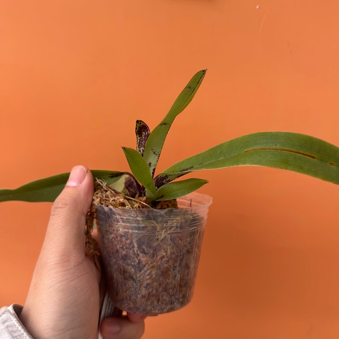 Paph charlesworthii Rare collector orchid blooming size