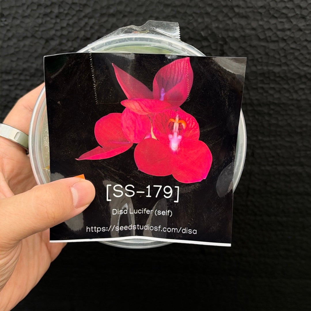[SS-179] Disa Lucifer (self) Flask by Seed Studio®