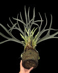 Platycerium veitchii 'Auburn River' (OG) RARE tropical plants SEED STUDIO®