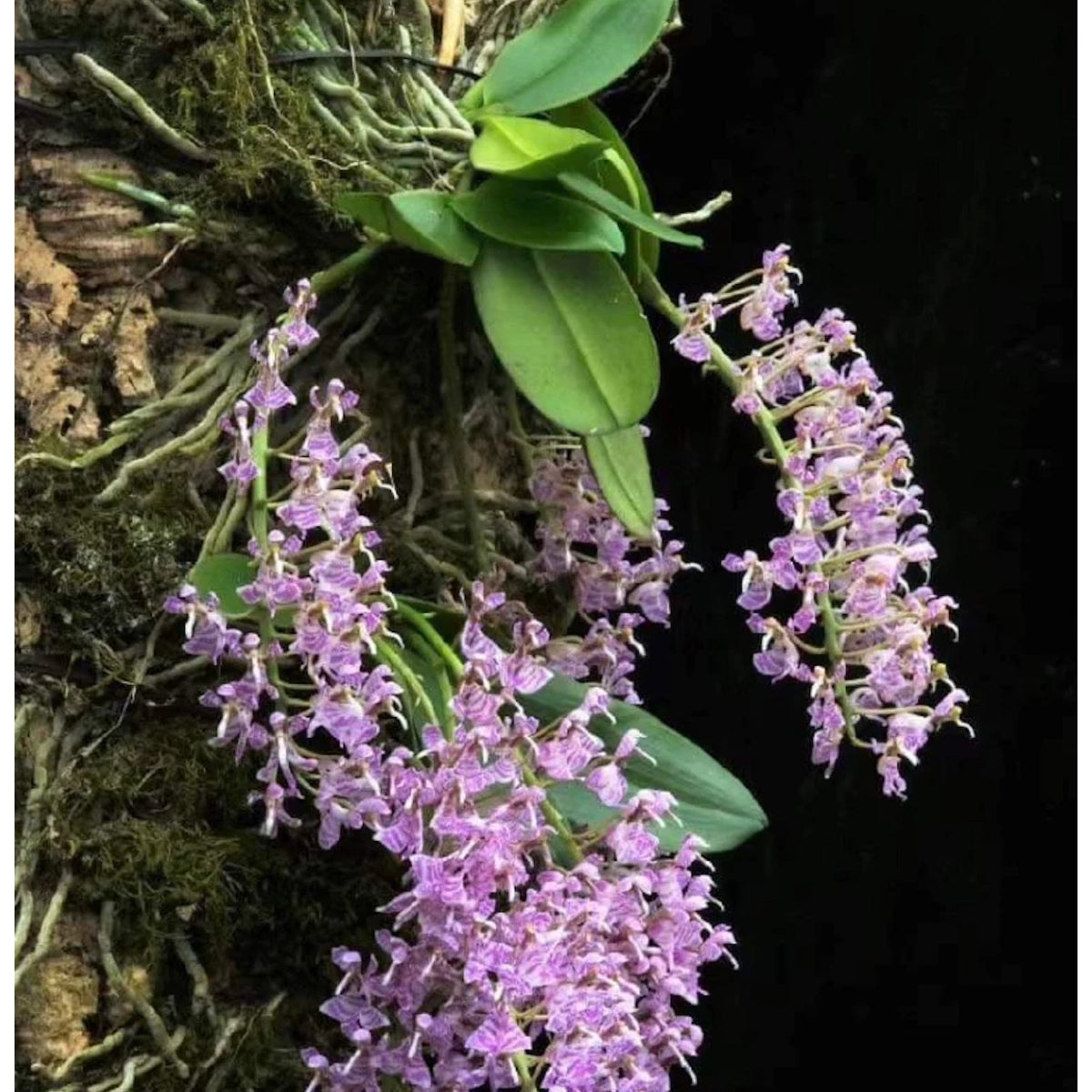 Phalaenopsis zhejiangensis Rare collector orchid NBS