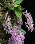 Phalaenopsis zhejiangensis Rare collector orchid NBS