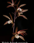 Tainia hongkongensis terrestrial orchid blooming size