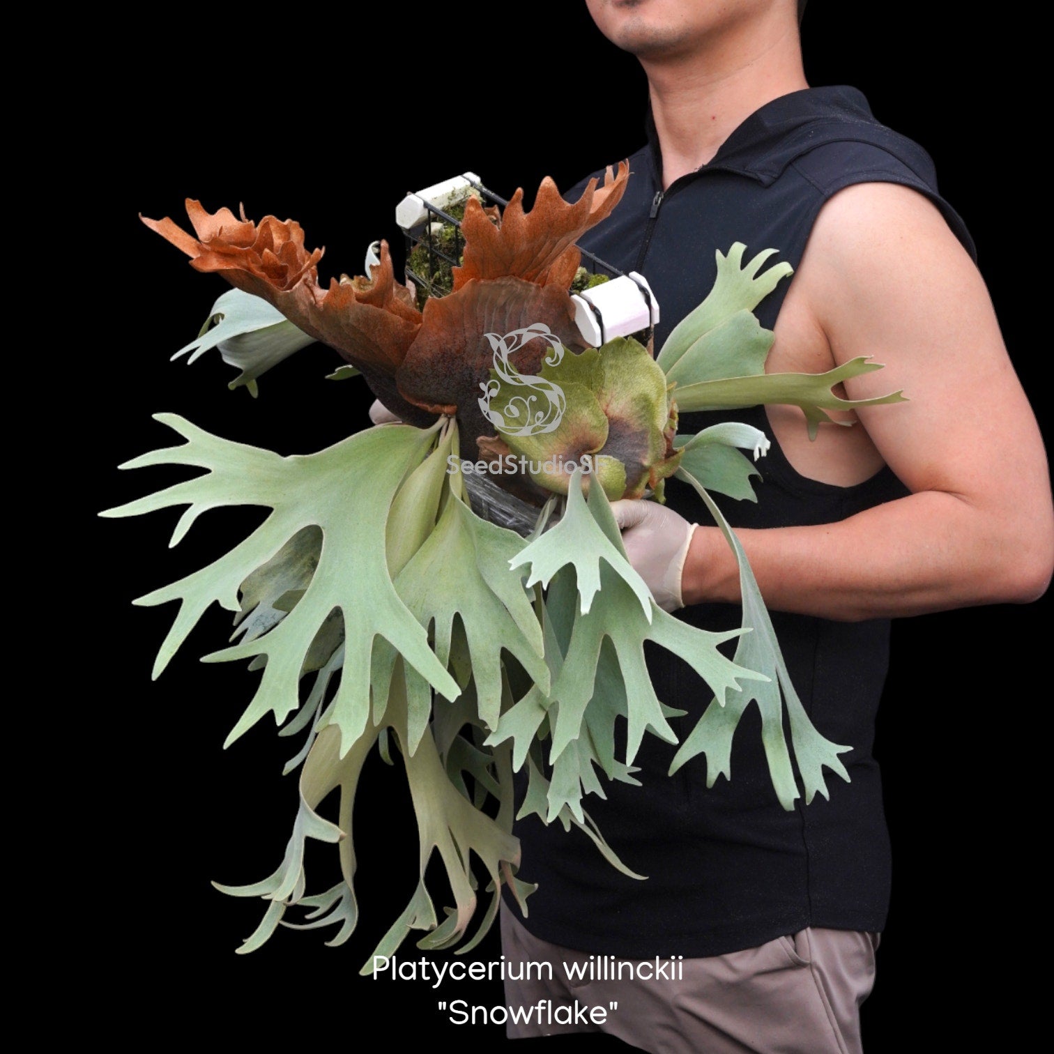 Fern Collections – SEED STUDIO COLLECTIONS