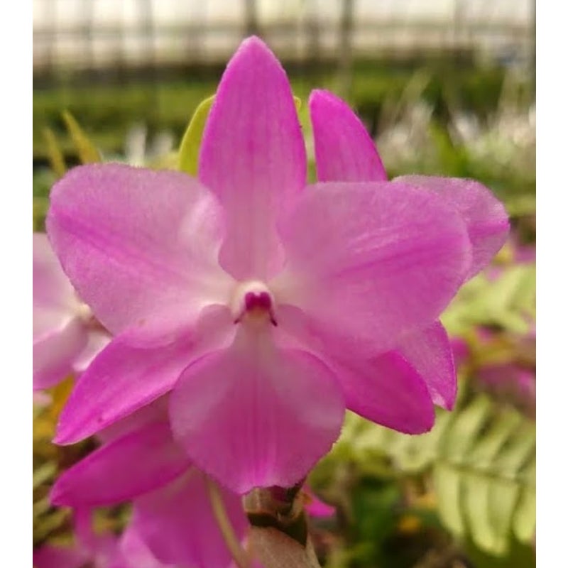 Dendrobium parishii Petaloid Form (3 Petals) Orchid - Blooming Size