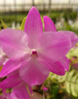 Dendrobium parishii Petaloid Form (3 Petals) Orchid - Blooming Size