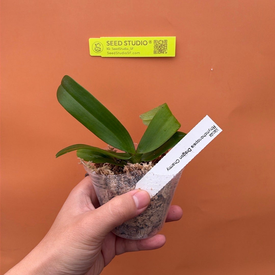 Rhynchonopsis Dragon Charmy Rare collector orchid blooming size