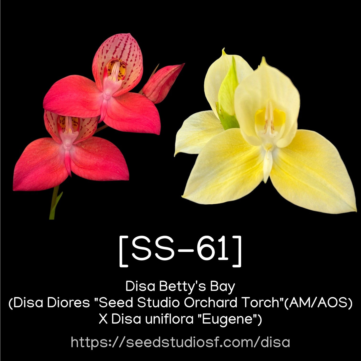 [SS-61] Disa Betty’s Bay Seedling — Rare Collector Orchid | Seed Studio® Breeding Line