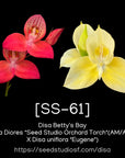 [SS-61] Disa Betty’s Bay Seedling — Rare Collector Orchid | Seed Studio® Breeding Line